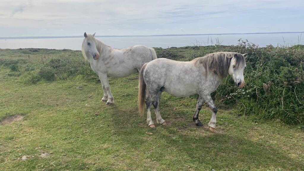 Wild Ponies at St Davids Head Pembrokeshire