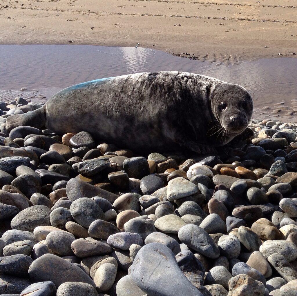 Seal pup on Newgale Beach Pembrokeshire